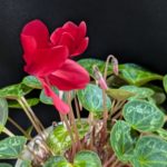 なぜか6月なのにシクラメンが咲いてます