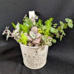 多肉の寄せ植えがだいぶ伸びてきた