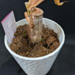 ダイソーで買った観葉植物のドラセナに新しい芽が出てきました！